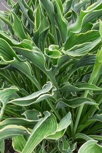 Hosta 'Praying Hands' geen maat specificatie 0,55L/P9cm - afbeelding 2