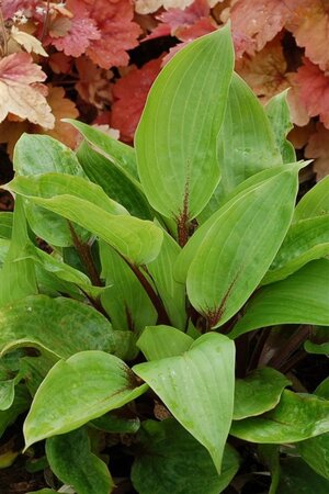 Hosta 'Purple Heart' geen maat specificatie 0,55L/P9cm - afbeelding 3