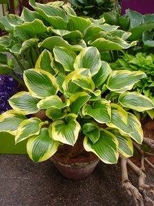 Hosta 'Queen Josephine' geen maat specificatie 0,55L/P9cm - afbeelding 1