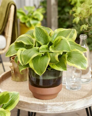 Hosta 'Queen Josephine' geen maat specificatie 0,55L/P9cm - afbeelding 2
