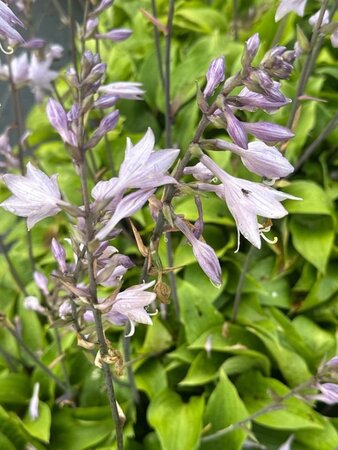 Hosta 'Red Cadet' geen maat specificatie 0,55L/P9cm