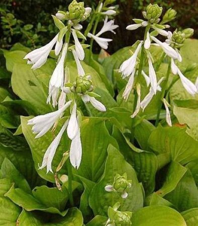 Hosta 'Royal Standard' geen maat specificatie 0,55L/P9cm - afbeelding 5