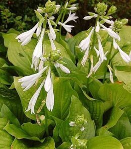 Hosta 'Royal Standard' geen maat specificatie 0,55L/P9cm - afbeelding 5