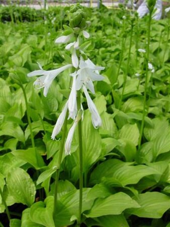 Hosta 'Royal Standard' geen maat specificatie 0,55L/P9cm - afbeelding 7