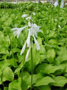 Hosta 'Royal Standard' geen maat specificatie 0,55L/P9cm - afbeelding 7