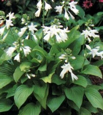 Hosta 'Royal Standard' geen maat specificatie 0,55L/P9cm - afbeelding 8