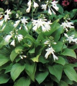 Hosta 'Royal Standard' geen maat specificatie 0,55L/P9cm - afbeelding 8