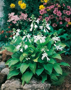 Hosta 'Royal Standard' geen maat specificatie 0,55L/P9cm - afbeelding 9