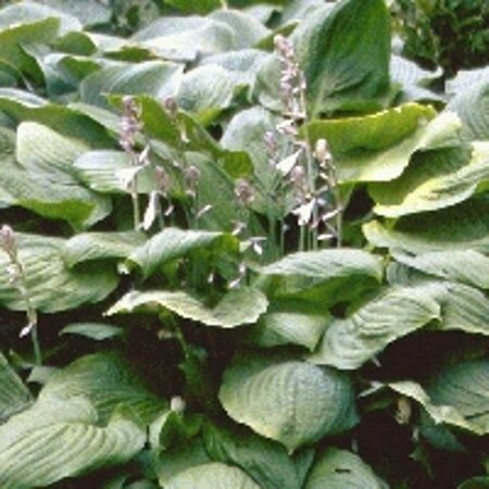 Hosta sieboldiana geen maat specificatie 0,55L/P9cm - afbeelding 6