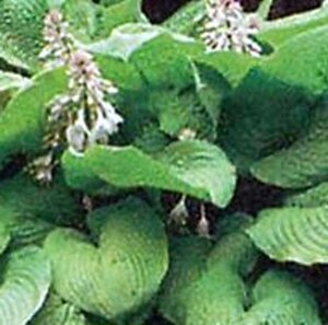 Hosta 'Sum and Substance' geen maat specificatie 0,55L/P9cm - afbeelding 5