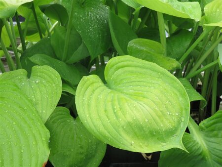 Hosta 'Sum and Substance' geen maat specificatie 0,55L/P9cm - afbeelding 6