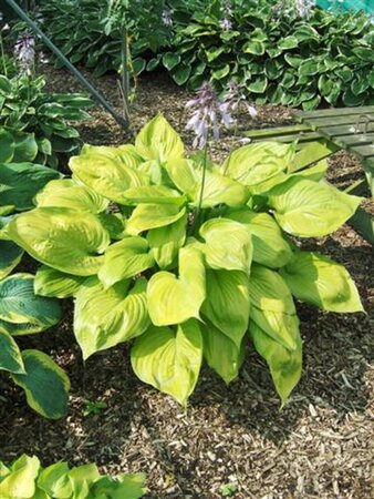 Hosta 'Sum and Substance' geen maat specificatie 0,55L/P9cm - afbeelding 7