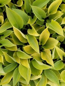 Hosta 'Sum and Substance' geen maat specificatie 0,55L/P9cm - afbeelding 2