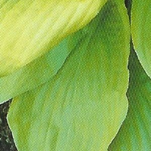 Hosta 'Sum and Substance' geen maat specificatie 0,55L/P9cm - afbeelding 3