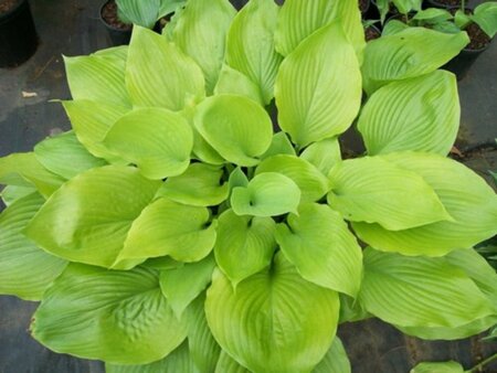 Hosta 'Sum and Substance' geen maat specificatie 0,55L/P9cm - afbeelding 8