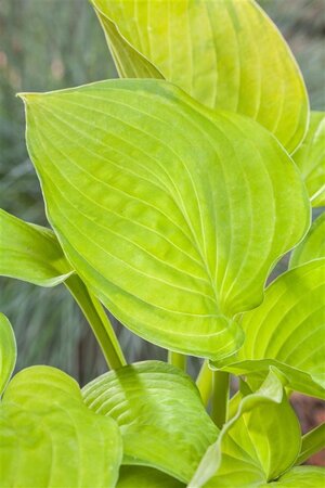Hosta 'Sum and Substance' geen maat specificatie 0,55L/P9cm - image 1