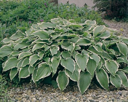 Hosta 'Undulata Albomarginata' geen maat specificatie 0,55L/P9cm - afbeelding 4