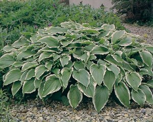 Hosta 'Undulata Albomarginata' geen maat specificatie 0,55L/P9cm - afbeelding 4