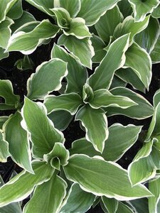Hosta 'Undulata Albomarginata' geen maat specificatie 0,55L/P9cm - afbeelding 2