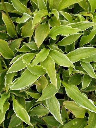 Hosta 'Undulata Albomarginata' geen maat specificatie 0,55L/P9cm - afbeelding 3