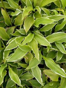 Hosta 'Undulata Albomarginata' geen maat specificatie 0,55L/P9cm - afbeelding 3