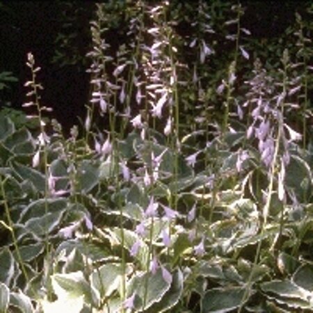 Hosta 'Undulata Albomarginata' geen maat specificatie 0,55L/P9cm - afbeelding 6