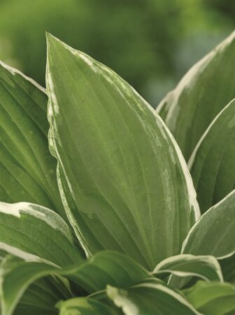 Hosta 'Undulata Albomarginata' geen maat specificatie 0,55L/P9cm - afbeelding 7