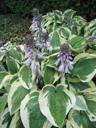 Hosta 'Wide Brim' geen maat specificatie 0,55L/P9cm - afbeelding 4