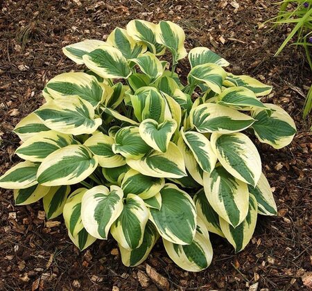 Hosta 'Wide Brim' geen maat specificatie 0,55L/P9cm - afbeelding 7