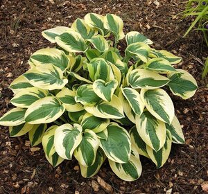 Hosta 'Wide Brim' geen maat specificatie 0,55L/P9cm - afbeelding 7