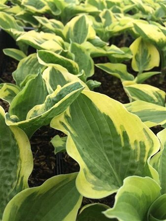 Hosta 'Wide Brim' geen maat specificatie 0,55L/P9cm - afbeelding 5