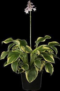 Hosta 'Wide Brim' geen maat specificatie 0,55L/P9cm