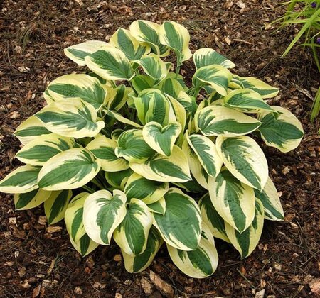 Hosta 'Wide Brim' geen maat specificatie 0,55L/P9cm - afbeelding 2