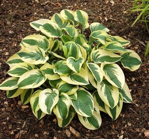 Hosta 'Wide Brim' geen maat specificatie 0,55L/P9cm - afbeelding 2