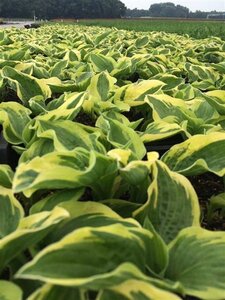 Hosta 'Wide Brim' geen maat specificatie 0,55L/P9cm - afbeelding 6