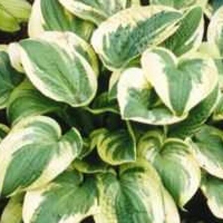 Hosta 'Wide Brim' geen maat specificatie 0,55L/P9cm - afbeelding 11