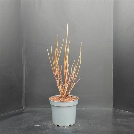 Hydrangea a. 'Annabelle' 50-60 cm cont. 7,5L - afbeelding 5