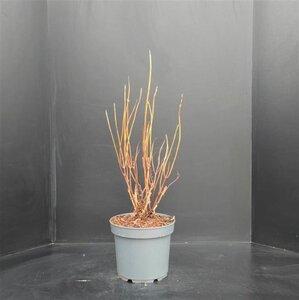 Hydrangea a. 'Annabelle' 50-60 cm cont. 7,5L - afbeelding 5