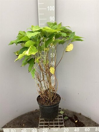 Hydrangea a. 'Annabelle' 50-60 cm cont. 7,5L - afbeelding 3