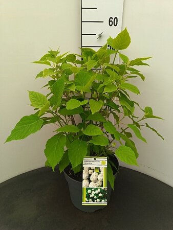 Hydrangea a. 'Annabelle' 50-60 cm cont. 7,5L - afbeelding 3