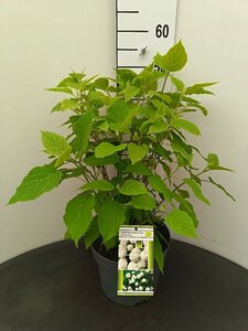 Hydrangea a. 'Annabelle' 50-60 cm cont. 7,5L - afbeelding 3
