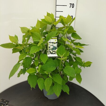 Hydrangea a. 'Annabelle' 50-60 cm cont. 7,5L - afbeelding 3