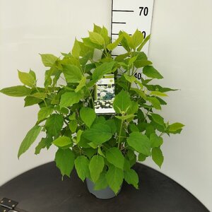 Hydrangea a. 'Annabelle' 50-60 cm cont. 7,5L - afbeelding 3