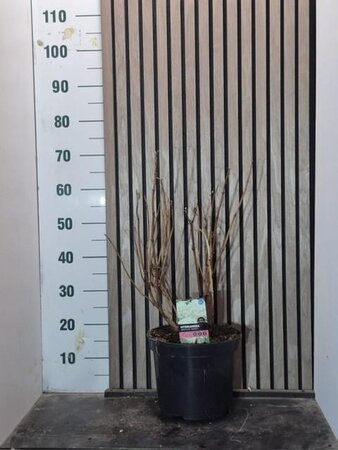 Hydrangea a. 'Annabelle' 50-60 cm cont. 7,5L - afbeelding 6