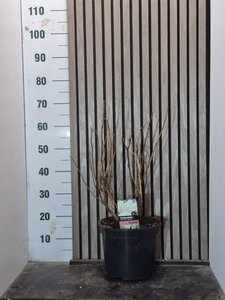 Hydrangea a. 'Annabelle' 50-60 cm cont. 7,5L - afbeelding 6