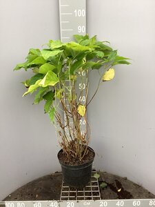 Hydrangea a. 'Annabelle' 50-60 cm cont. 7,5L