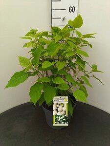 Hydrangea a. 'Annabelle' 50-60 cm cont. 7,5L