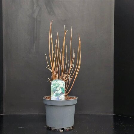 Hydrangea a. 'Annabelle' 50-60 cm cont. 7,5L - afbeelding 2