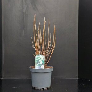 Hydrangea a. 'Annabelle' 50-60 cm cont. 7,5L - afbeelding 2