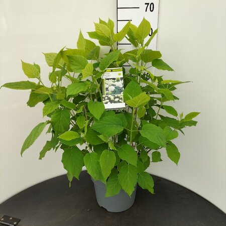 Hydrangea a. 'Annabelle' 50-60 cm cont. 7,5L - afbeelding 4